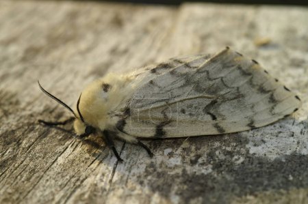 Natural closeup on a pale colored European gypsy moth, Lymantria dispar sitting on wood