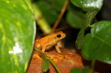 Detailed closeup on the small yellow Golden Mantella aurantiaca hiding between the leafs