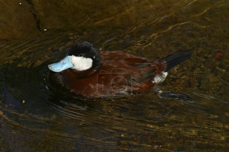 Detailed closeup on a White-faced whistling duck , Dendrocygna viduata in the water