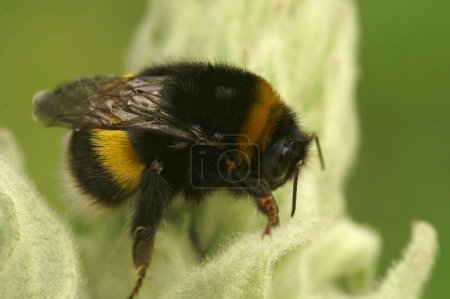 Natural closeup on a queen Buff-tailed bumblebee , Bombus terrestris , sitting on vegetation
