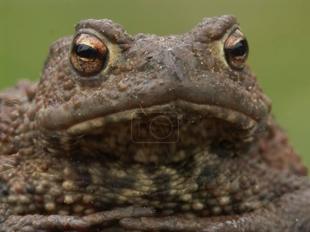 Natural facial closeup of a brown European common toad, Bufo bufo sitting on wood in the garden