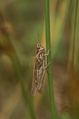 Natural closeup on a bow-winged, grasshopper, Chorthippus biguttulus