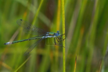 Natural closeup on an Emerald Spreadwing damselfly, Lestes dryas against green blurred background