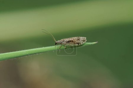 Natural closeup on the small brown lacewing, Micromus variegatus hanging on a grass straw