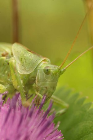Natural vertical facial closeup on the great green bush-cricket, Tettigonia viridissima