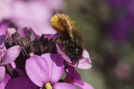 Colorful closeup on a European horned mason bee, Osmia cornuta on a purple wallflower, Erysimum cheiri