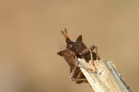 Primer plano facial de ángulo bajo natural en un insecto escudo de muelle marrón, Coreus marginatus, sentado en una ramita