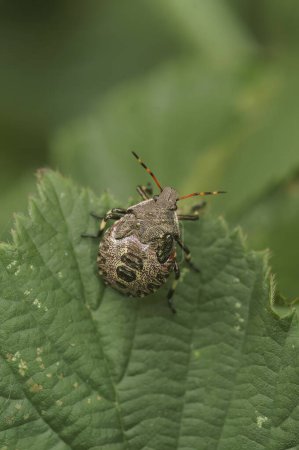Natural closeup on the nymph instar of the red-legged shield ub, Pentatoma rufipes