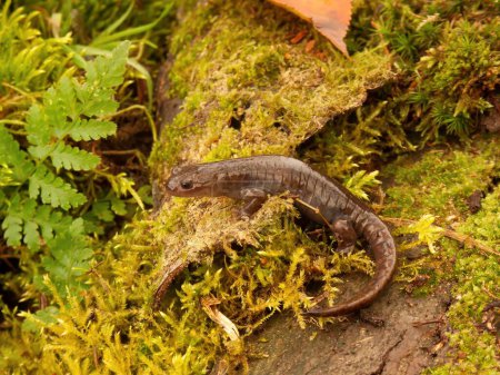 Foto de Acercamiento detallado de la salamandra japonesa Oki en peligro crítico, Hynobius okiensis sentada sobre musgo verde - Imagen libre de derechos