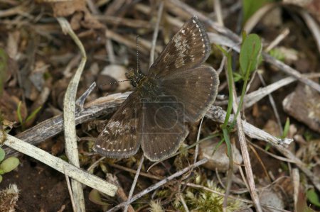 Primer plano natural de la pequeña mariposa patrón Dingy marrón, Erynnis tages sentado en el suelo