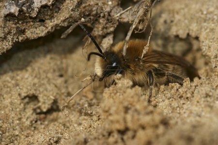 Detailed Lateral closeup of the male vernal colletes or spring mining bee, Colletes cunicularius, leaving it's nest