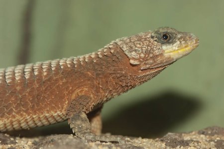 Detailed closeup on a giant girdled lizard, Cordylus giganteus sitting on wood