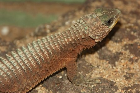 Detailed closeup on a giant girdled lizard, Cordylus giganteus sitting on wood