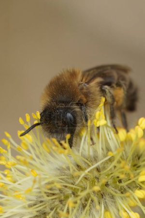 Natural closeup on an early mining bee, Colletes cunicularius eating pollen from Goat Willow, Salix caprea