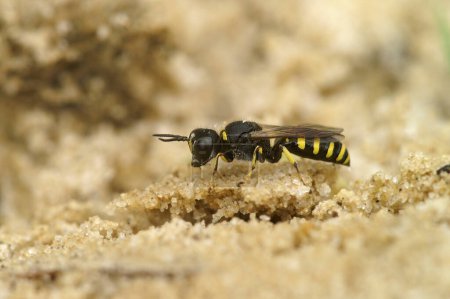 Detailed closeup on a small digger wasp, Ectemnius lapidarius sitting on the ground