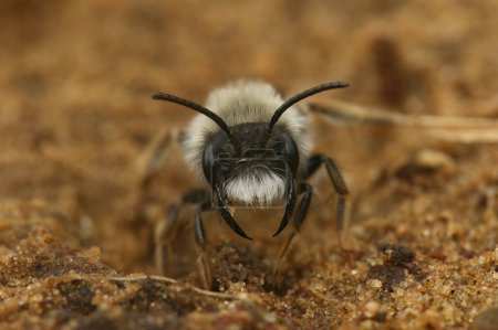 Gros plan facial naturel sur une abeille minière mâle à dos gris, Andrena vaga, menaçant avec les mâchoires ouvertes