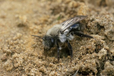 Gros plan détaillé sur une abeille minière femelle, Andrena vaga, au-dessus de son nid souterrain