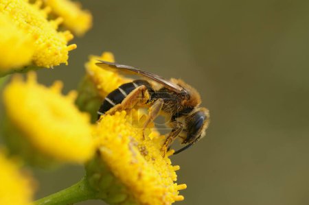 Natural closeup on a Red-legged furrow bee, Halictus rubicundus sitting on a yellow Tansy flower, Tanacetum vulgare