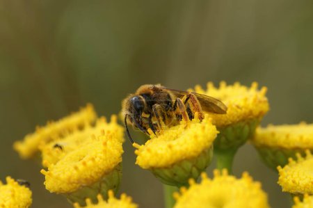 Natural closeup on a Red-legged furrow bee, Halictus rubicundus sitting on a yellow Tansy flower, Tanacetum vulgare
