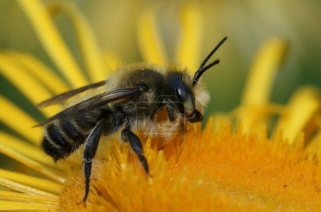 Natural closeup on a female Willughbys leafcutter bee, Megachile willughbiella sitting on a yellow flower of Inula officinalis in the garden
