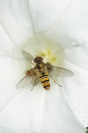 Natural closeup on the marmalade hoverfly, Episyprhus balteatus, in a white flower in the garden