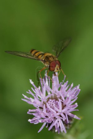 Detailed vertical closeup on the marmelade hoverfly, Episyprhus balteatus, on a purple knapweed