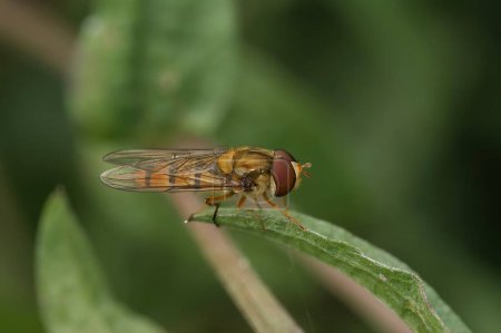 Gros plan sur un hoverfly de la marmelade, Episyrphus balteatus, assis sur une feuille d'herbe perchée dans le jardin