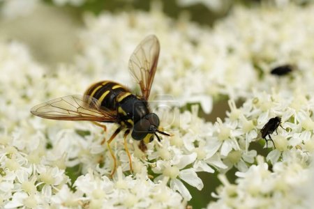 Natural closeup on he Northern spearhorn hoverfly, Chrysotoxum arcuatum sitting on a white Heracleum flower