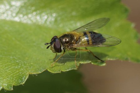Primer plano natural de la mosca voladora de primavera, Epistrophe eligans en una hoja verde