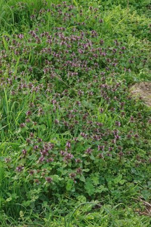 Natürliche Nahaufnahme an der violetten Erzengelpflanze Lamium purpureum