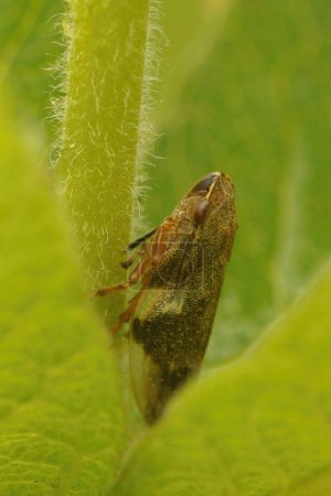 Foto de Primer plano vertical natural en un planthopper marrón de la saliva del sauce, Aphrophora alni - Imagen libre de derechos