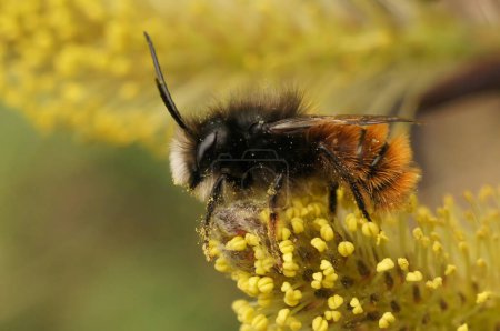 Natürliche Nahaufnahme einer männlichen europäischen gehörnten Maurerbiene, Osmia cornuta, die auf einer Weide mit gelben Pollen sitzt