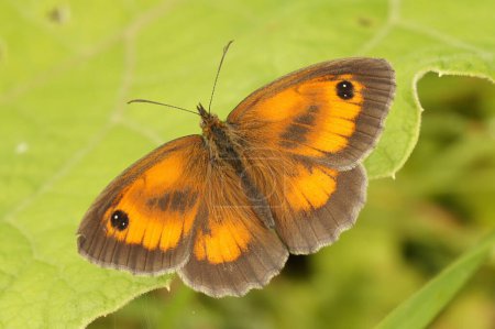 Natural colorful closeup of the Gatekeeper butterfly, Pyronia tithonus, with spread wings