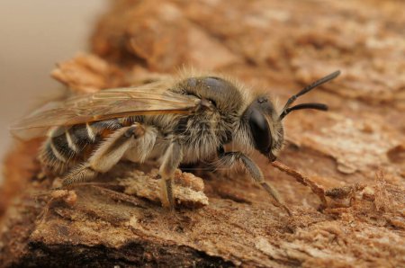 Natural closeup on a cute female red bellied miner bee, Andrena ventralis loaded with yellow pollen, sitting on a piece of wood