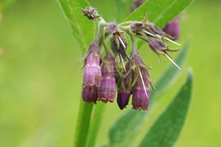 Natural closeup on the lila flower of the common Comfrey, Symphytum officinale, a medicinal plant
