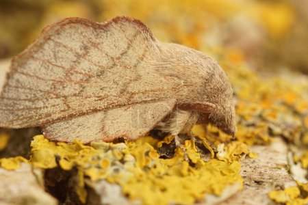 Detailed closeup on a pale brown Cork-oak Lappet eggar moth, Phyllodesma suberifolia
