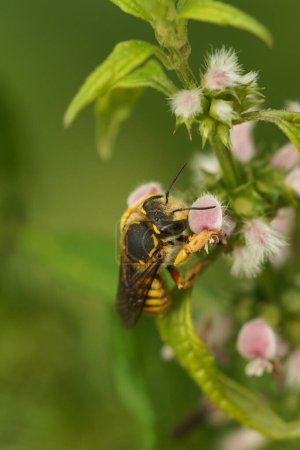 Natural vertical closeup on a European woolcarder bee, Anthidium manicatum feeding on a flowering Leonurus cardiaca in the garden