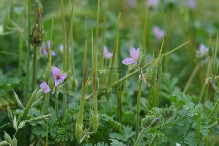 Natürliche Nahaufnahme auf einer Ansammlung von hübschen lila, bläulichen Blüten der Erodium ciconium Wildblume auf dem Feld
