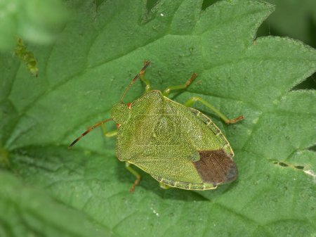 Detailed closeup on an adult Green Shieldbug, Palomena prasina sitting in vegetation