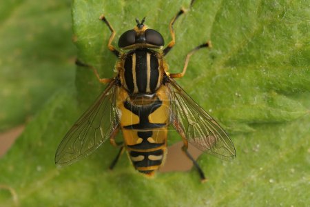 Natural closeup on the footballer hoverfly, Helophilus pendulus sitting with open wings in the garden
