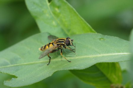 Natural closeup on a dangling marsh-lover hoverfly,Helophilus pendulus sitting on a green leaf in the garden
