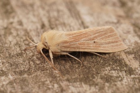 Detailed closeup of the pale brown colored common wainscot moth, Mythimna pallens on a piece of wood