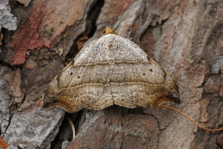 Natural closeup on the beautiful hook-tip geometer moth, Laspeyria flexula on a piece of wood in the garden
