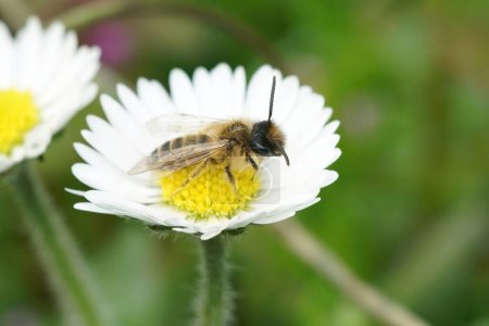 Detailed Closeup on a cute female yellow legged mining bee, Andrena flaipes, sitting on a white flower