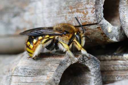 Natürliche Nahaufnahme einer europäischen Wollbiene, Anthidium manicatum im Bienenhotel