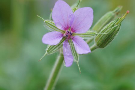 Natural closeup on a pretty purple, bluish flower of Erodium ciconium wildflower plant isolated on green blurred background