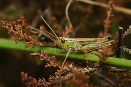 Primer plano natural en la rara pradera de agua Grasshopper, Pseudochorthippus montanus, sentado en la vegetación seca