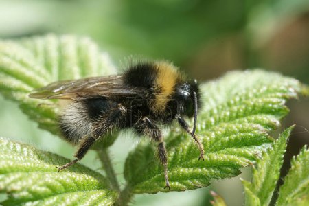 Natural closeup of a cleptoparasite field cuckoo-bee, Bombus campestris