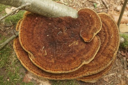 Natural closeup on the Willow loving thin walled maze polypore or the blushing bracket mushroom , Daedaleopsis confragosa