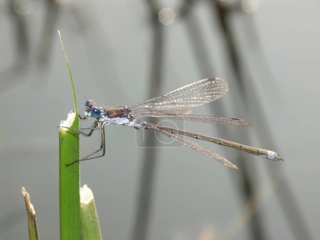 Primer plano natural de un macho Migrante esparciendo mosca damisela, lestes barbarus, aislado contra un estanque vernal